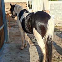 Cavallo Stallone Black overo per monta