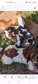 cuccioli springer spaniel 