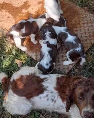 cuccioli springer spaniel 