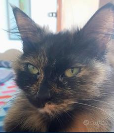 Manì, splendida micia di 5 anni