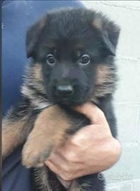 Cucciolo pastore tedesco disponibili