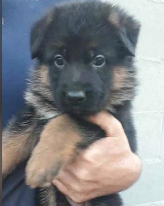 Cucciolo pastore tedesco disponibili