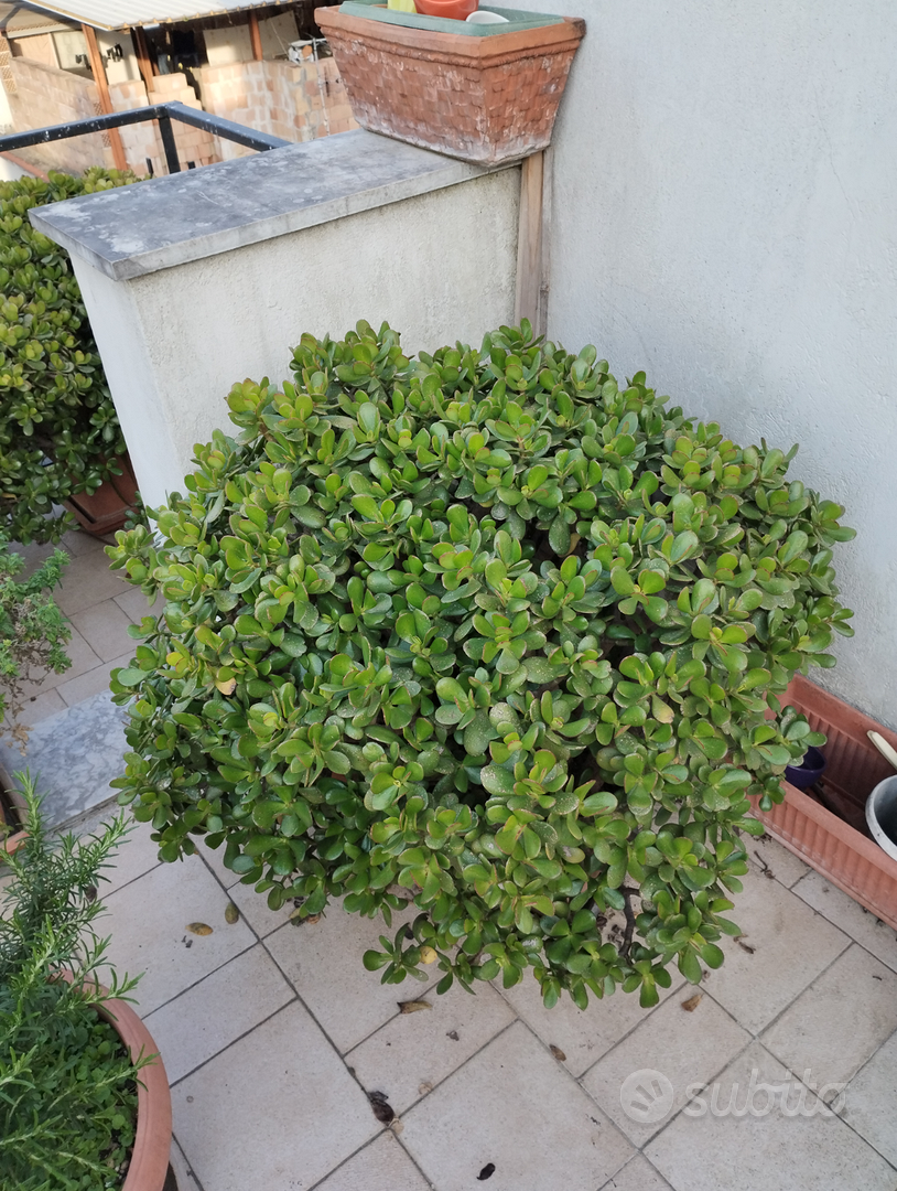 PIANTE GRASSE Bellissime - Giardino e Fai da te In vendita a Napoli