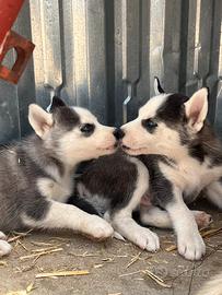 Cuccioli siberian Husky