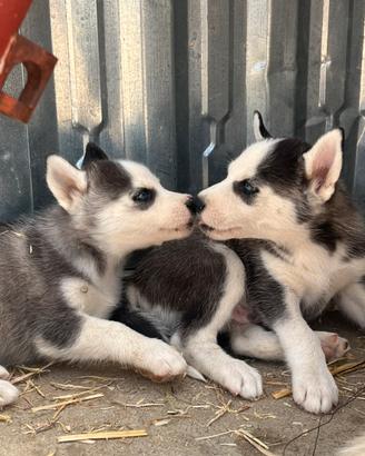 Cuccioli siberian Husky