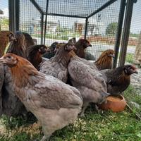 Galline uova colorate