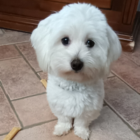 Maltese