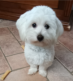 Maltese
