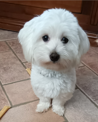 Maltese