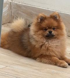 Pomerania da monta con Pedigree Enci
