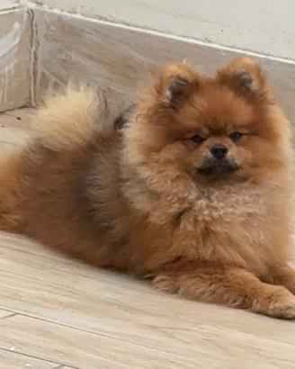 Pomerania da monta con Pedigree Enci