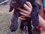 Immagine 5