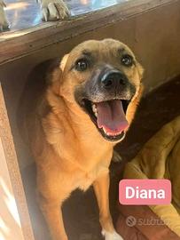 Cuccioli crescono in canile