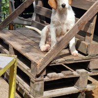 Cuccioli segugio istriano pelo forte