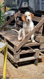 Cuccioli segugio istriano pelo forte