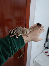 Petauro dello zucchero