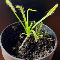 Drosera capensis SPECIALE NATALE