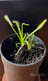 Drosera capensis SPECIALE NATALE