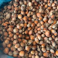 Gusci di nocciole per caldaie a biomassa