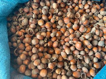 Gusci di nocciole per caldaie a biomassa