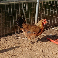 3f1m Cornuta di Sicilia