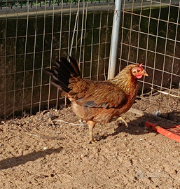 3f1m Cornuta di Sicilia