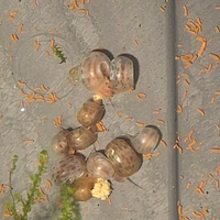 Planorbarius colori misti