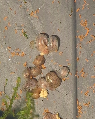 Planorbarius colori misti