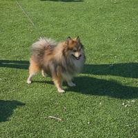 Volpino di Pomerania tricolore per accoppiamenti