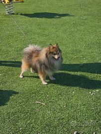 Volpino di Pomerania tricolore per accoppiamenti