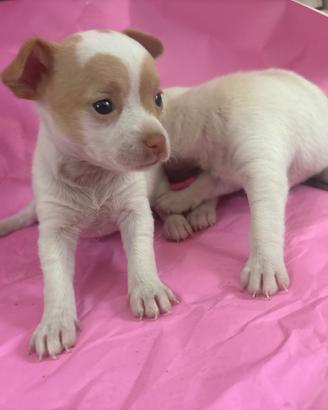 Chihuahua