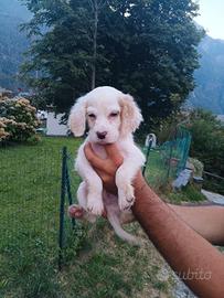 Cuccioli setter inglese