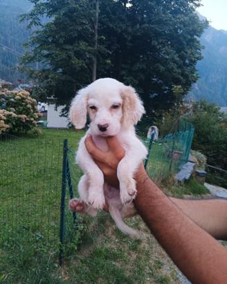 Cuccioli setter inglese