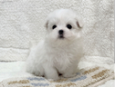 cucciolo-di-maltese-con-pedigree