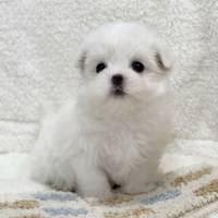 Cucciolo di maltese con pedigree