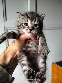 Cuccioli Siberiani mix Bengala