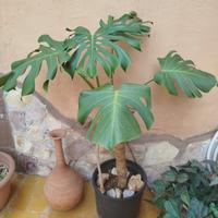 pianta
