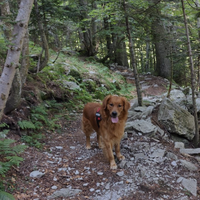 Golden Retriever maschio per accoppiamento