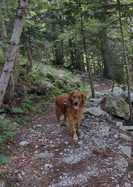 Golden Retriever maschio per accoppiamento