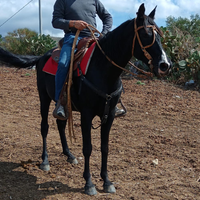 Cavallo modello