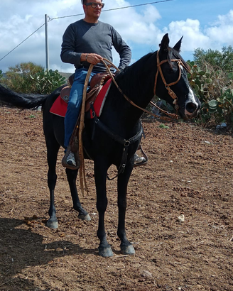 Cavallo modello