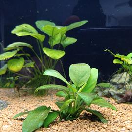 Acquario
