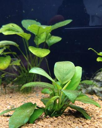 Acquario