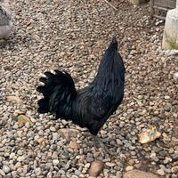 Cemani