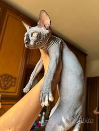 Maschietto di gatto Sphynx
