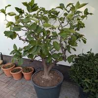 Coppia  Piante di Limone in Vaso – Già