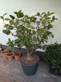 Coppia  Piante di Limone in Vaso – Già