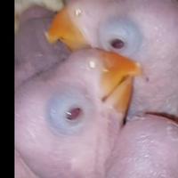 Parrocchetto dal collare viola