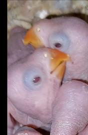 Parrocchetto dal collare viola