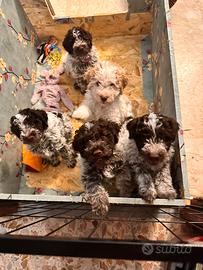 Cuccioli di Lagotto romagnolo con pedigree ROI